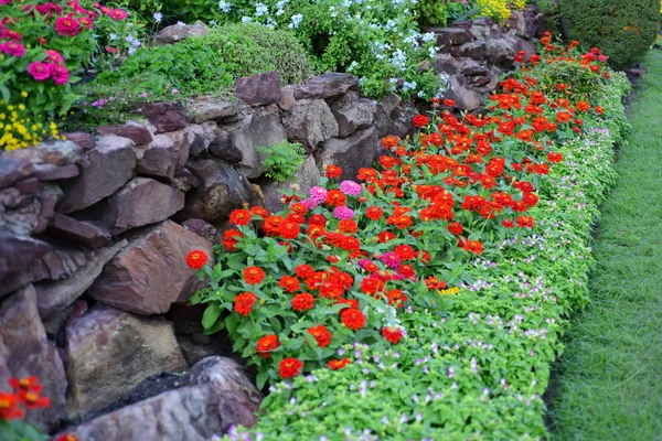 Vue Des Fleurs Colorées Poussant Dans Jardin — Photo