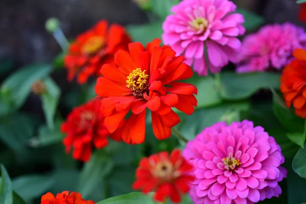 Blick Auf Bunte Blumen Die Garten Wachsen — Stockfoto