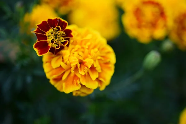 庭に咲く色とりどりの花の眺め — ストック写真