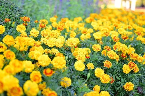 View Colorful Flowers Growing Garden — Stock Photo, Image