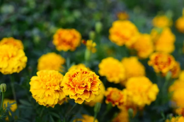 Uitzicht Kleurrijke Bloemen Groeien Tuin — Stockfoto