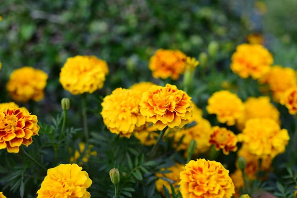 Uitzicht Kleurrijke Bloemen Groeien Tuin — Stockfoto