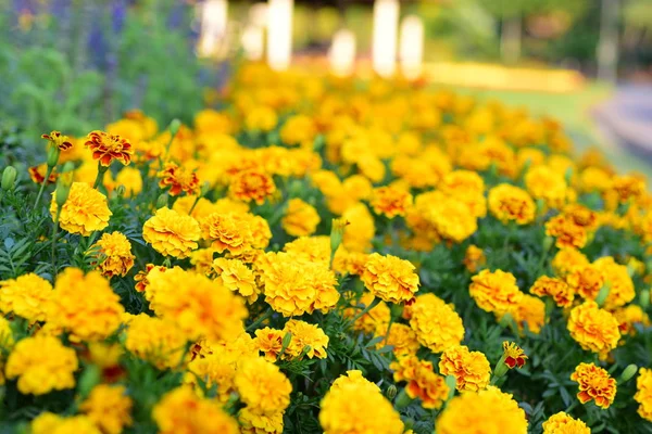 Vista Flores Coloridas Crescendo Jardim — Fotografia de Stock