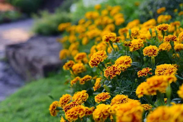 Vista Flores Colores Creciendo Jardín —  Fotos de Stock