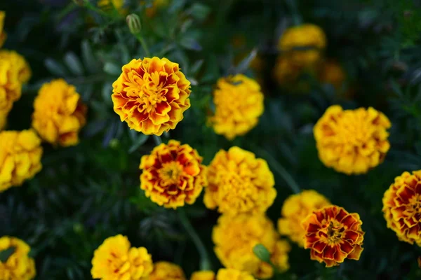 庭に咲く色とりどりの花の眺め — ストック写真