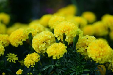 Bahçede büyüyen renkli çiçeklerin manzarası   