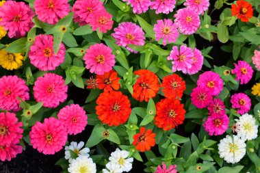 Bahçede büyüyen renkli çiçeklerin manzarası   