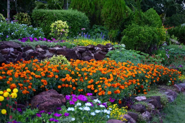 Vista Fiori Colorati Che Crescono Giardino — Foto Stock