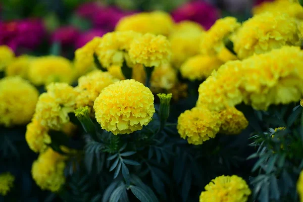 Vista Flores Colores Creciendo Jardín — Foto de Stock