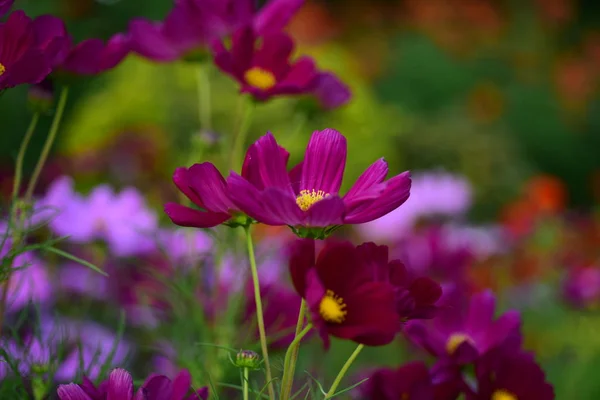 Vue Des Fleurs Colorées Poussant Dans Jardin — Photo