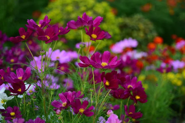 Pohled Barevné Květy Rostoucí Zahradě — Stock fotografie