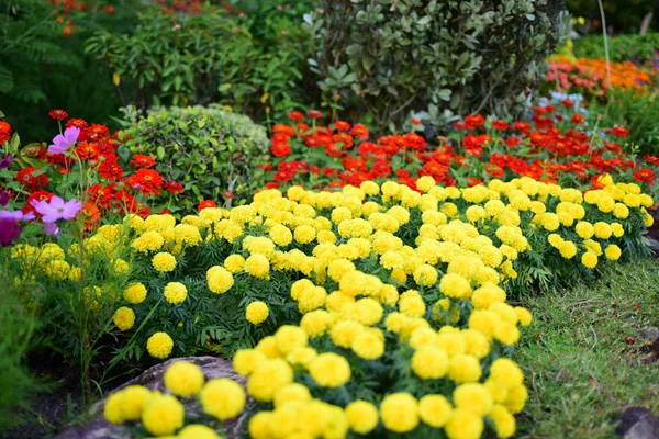 Vue Des Fleurs Colorées Poussant Dans Jardin — Photo