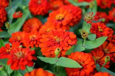 Bahçede büyüyen renkli çiçeklerin manzarası   