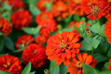 Bahçede büyüyen renkli çiçeklerin manzarası   