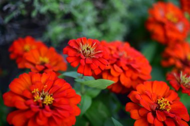 Bahçede büyüyen renkli çiçeklerin manzarası   