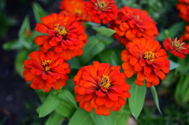 Bahçede büyüyen renkli çiçeklerin manzarası   