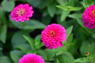 Bahçede büyüyen renkli çiçeklerin manzarası   