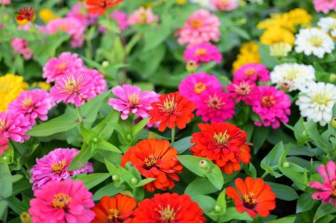 Bahçede büyüyen renkli çiçeklerin manzarası   