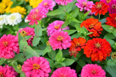 Bahçede büyüyen renkli çiçeklerin manzarası   