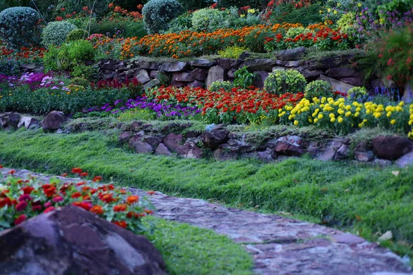 Uitzicht Kleurrijke Bloemen Groeien Tuin — Stockfoto