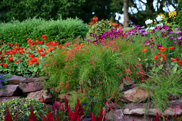 View Colorful Flowers Growing Garden — Stock Photo, Image