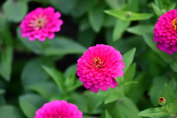 庭に咲く色とりどりの花の眺め — ストック写真