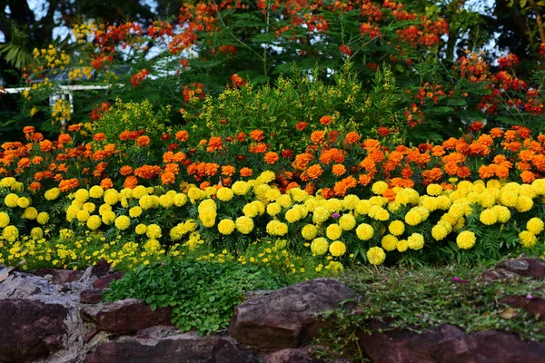 Vue Des Fleurs Colorées Poussant Dans Jardin — Photo