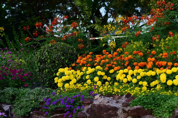 Вид Цветущих Цветов Растущих Саду — стоковое фото