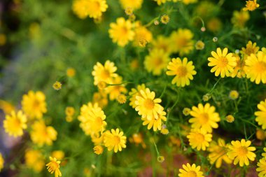 Bahçede büyüyen renkli çiçeklerin manzarası   