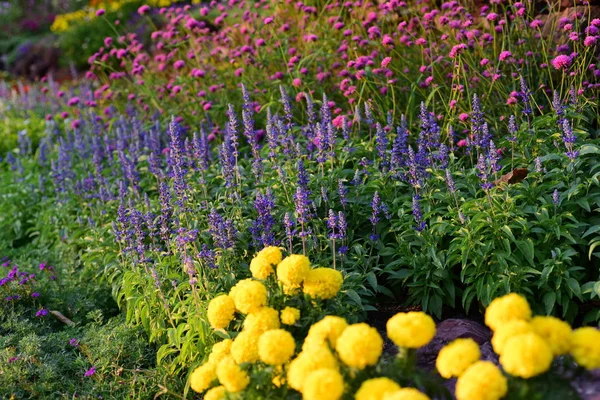 Uitzicht Kleurrijke Bloemen Groeien Tuin — Stockfoto