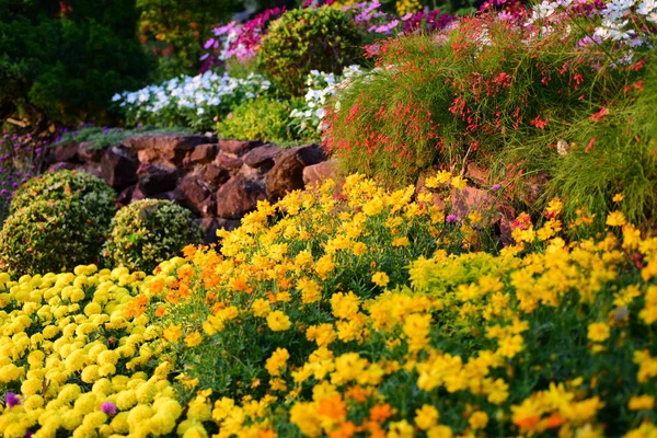 Vue Des Fleurs Colorées Poussant Dans Jardin — Photo