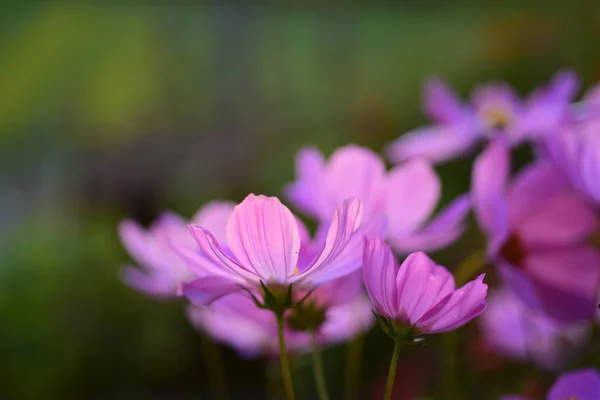 Vue Des Fleurs Colorées Poussant Dans Jardin — Photo