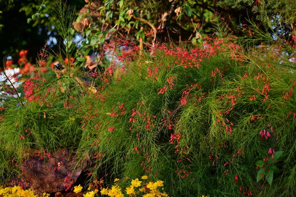 Vue Des Fleurs Colorées Poussant Dans Jardin — Photo