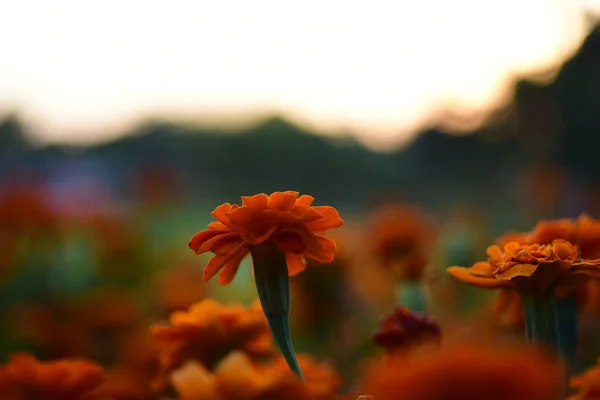 Blick Auf Bunte Blumen Die Garten Wachsen — Stockfoto