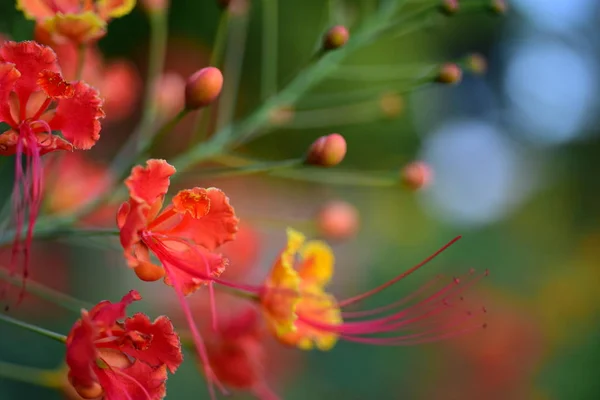 Вид Барвисті Квіти Ростуть Саду — стокове фото