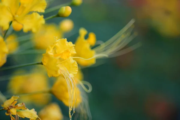 Bahçede Büyüyen Renkli Çiçeklerin Manzarası — Stok fotoğraf