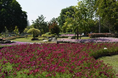 Bahçede büyüyen renkli çiçeklerin manzarası   