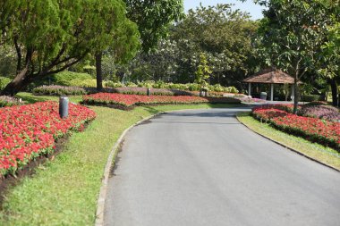 Bahçede büyüyen renkli çiçeklerin manzarası   