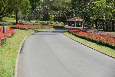 Bahçede büyüyen renkli çiçeklerin manzarası   