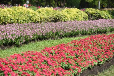 Gündüz vakti parkta büyüyen renkli çiçeklerin manzarası