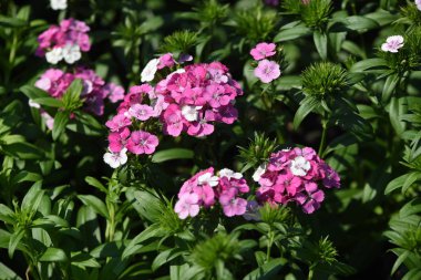 Gündüz vakti parkta büyüyen renkli çiçeklerin manzarası