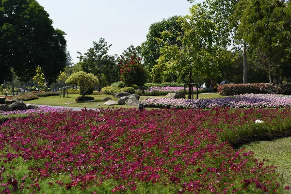 view of colorful flowers growing in garden