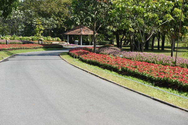 Bahçede büyüyen renkli çiçeklerin manzarası   