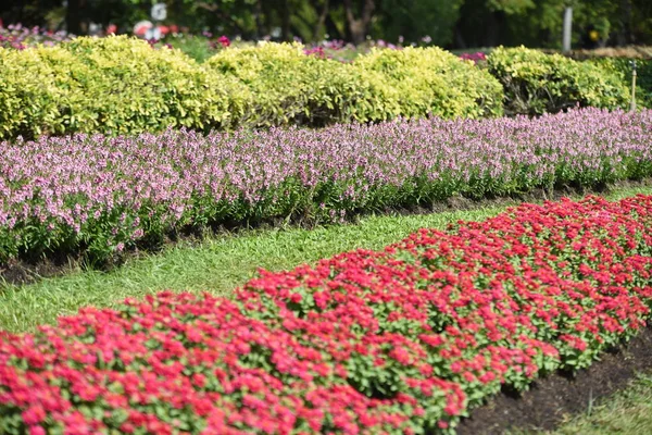 Blick Auf Bunte Blumen Die Tagsüber Park Wachsen — Stockfoto