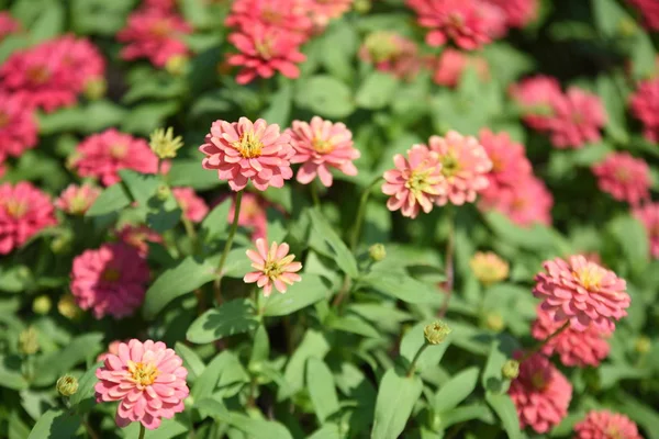 Blick Auf Bunte Blumen Die Tagsüber Park Wachsen — Stockfoto