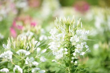Gündüz vakti parkta büyüyen renkli çiçeklerin manzarası