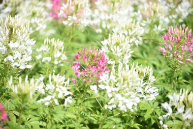 Gündüz vakti parkta büyüyen renkli çiçeklerin manzarası