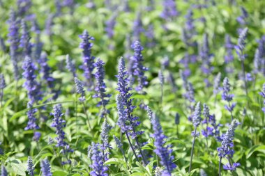 Gündüz vakti parkta büyüyen renkli çiçeklerin manzarası