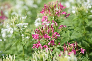 Gündüz vakti parkta büyüyen renkli çiçeklerin manzarası