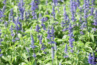 Gündüz vakti parkta büyüyen renkli çiçeklerin manzarası